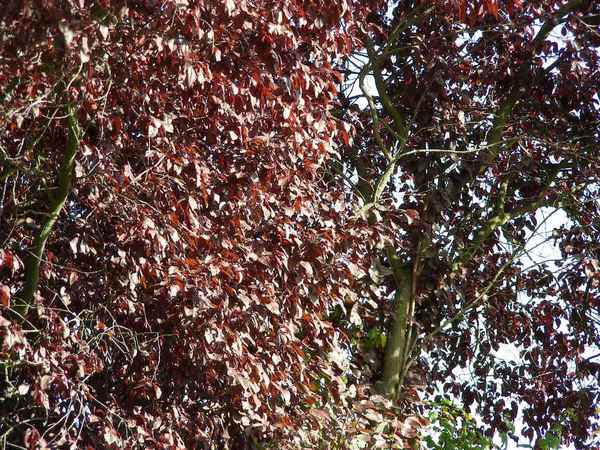 Herbstlaub in Heßdorf