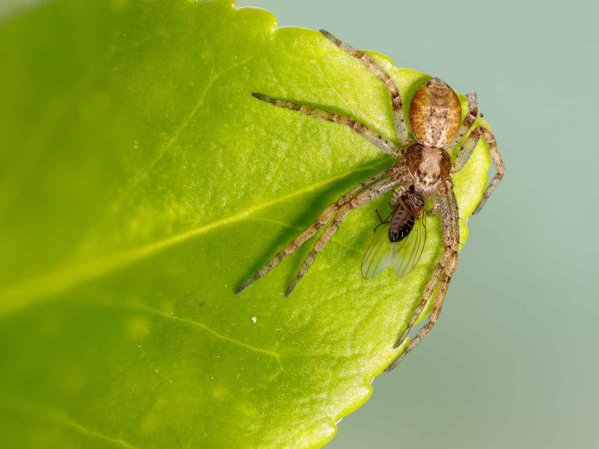 Flachstrecker-Spinne