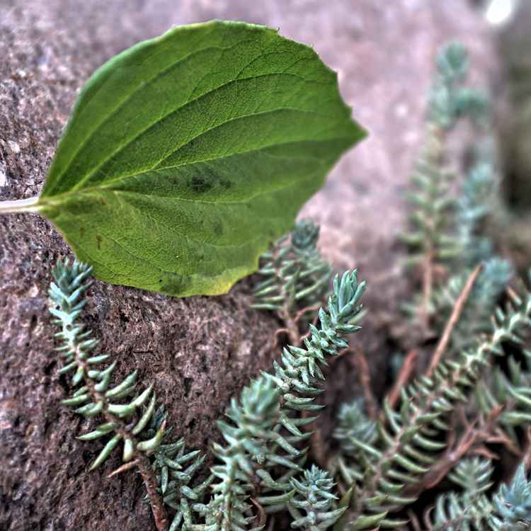letztes grünes Blatt