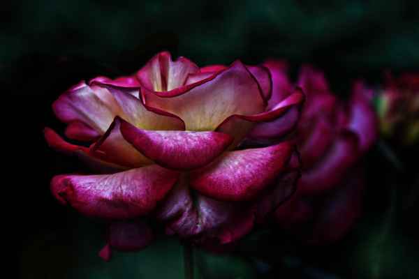rote Rose