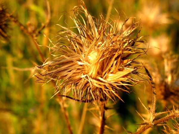 verblüht und wunderschön