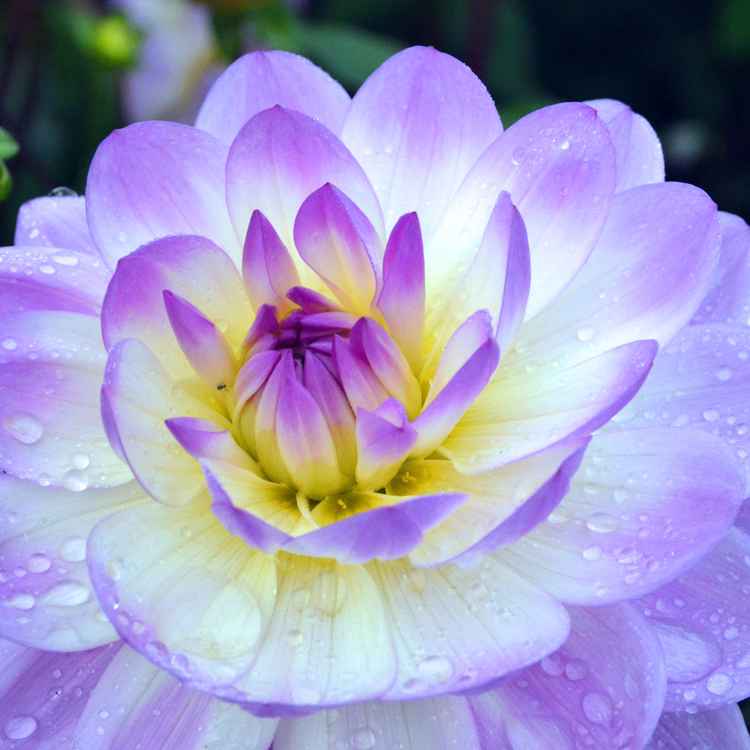Dahlie mit Leuchtkraft