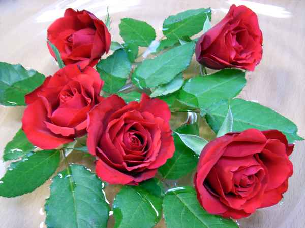 Rote Rosen