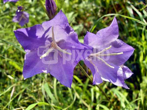 Glockenblume