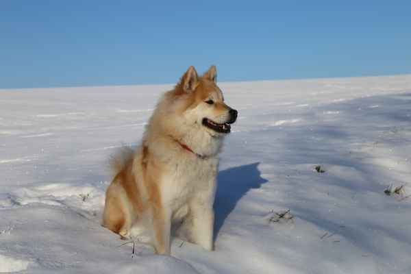 Familienhund