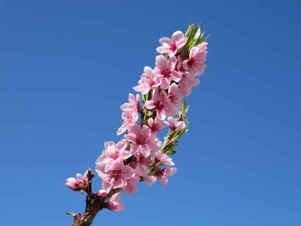 Pfirsichblüten