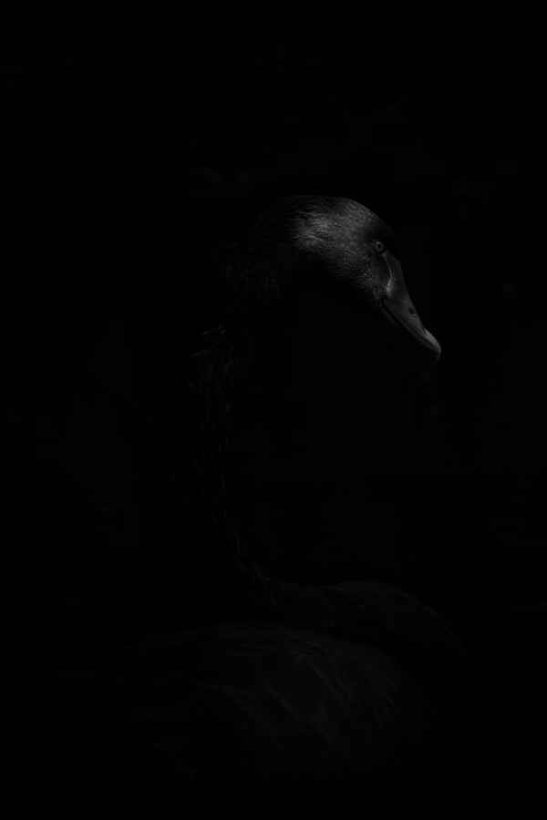 Black Swan