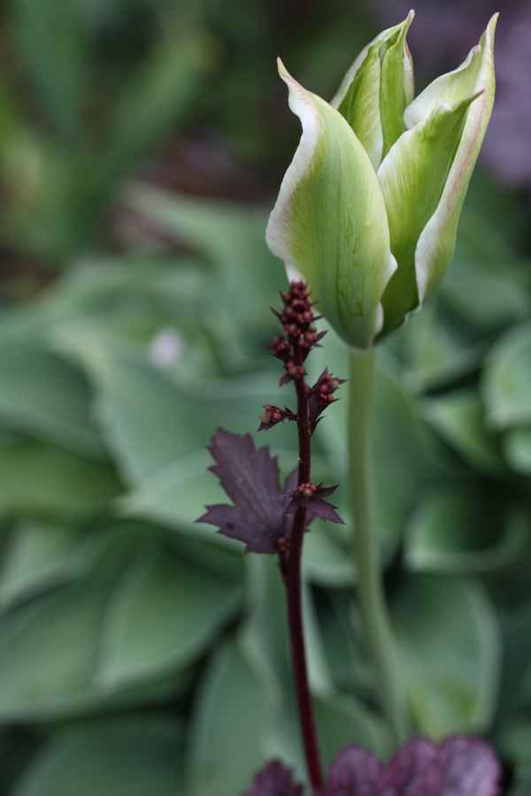 grün-weiße aufgehende Tulpenblüte