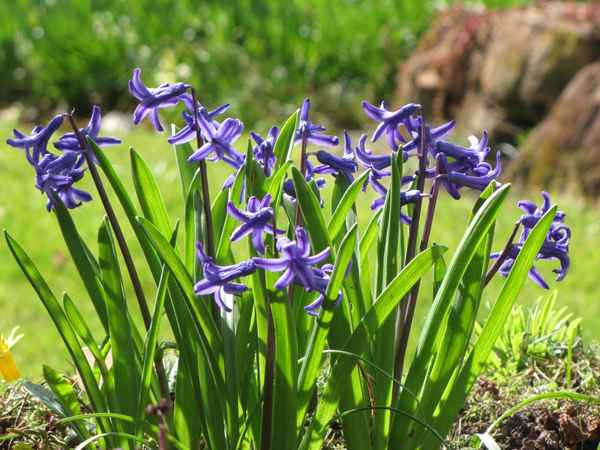 Hyazinthen im Garten
