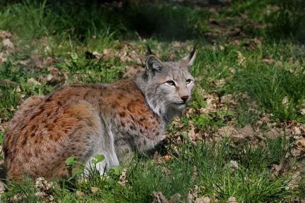 Eurasischer Luchs