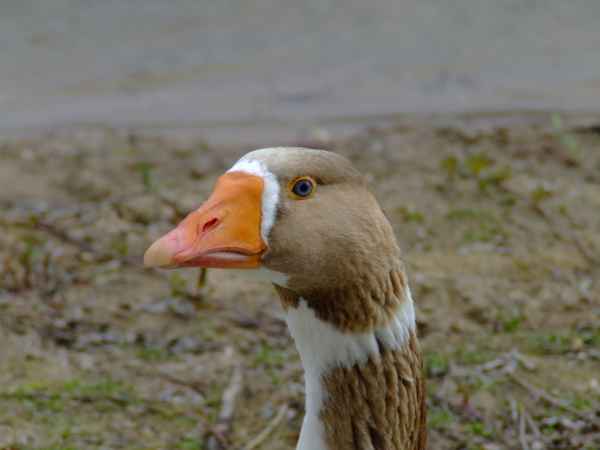 Schau mir in die Augen
