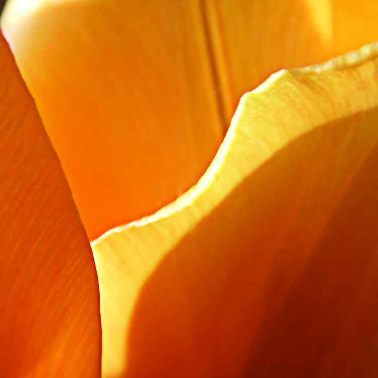 Tulpe_1