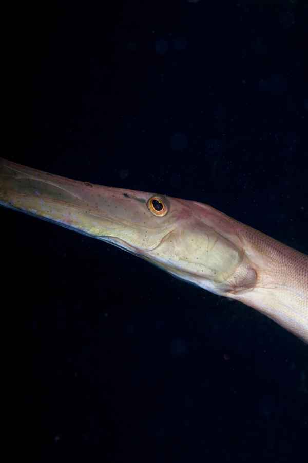Dem Trompetenfisch ins Auge geschaut