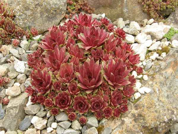 Steinrose