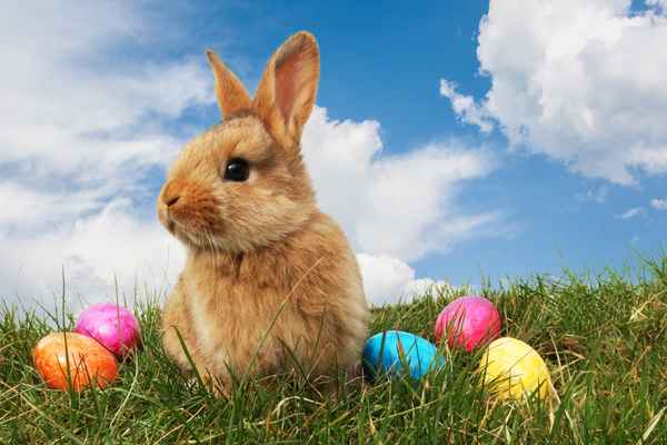 Osterhase