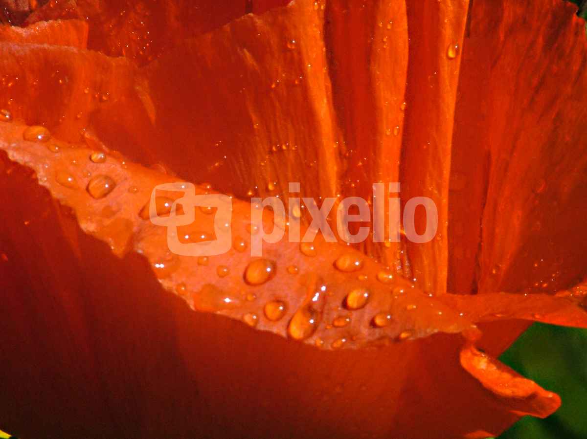 mohn im Regen