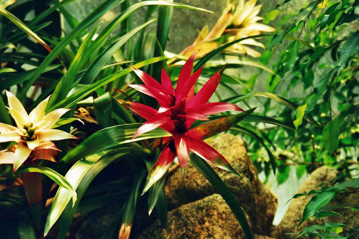 Exotische Blume 1