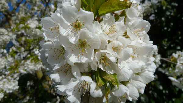Kirschblüten in Hülle und Fülle