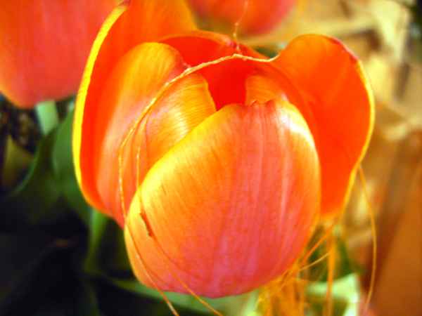 Tulpen