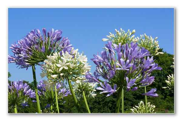 Schmucklilien