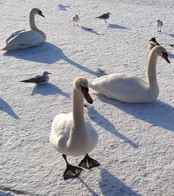 Höckerschwäne auf der Dahme