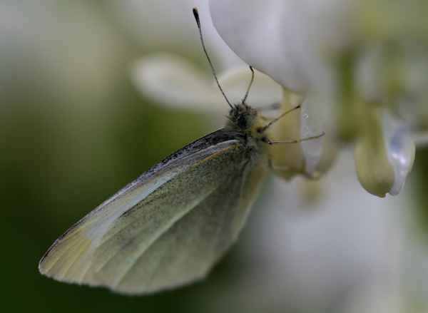 Schmetterling an tränendem Herz