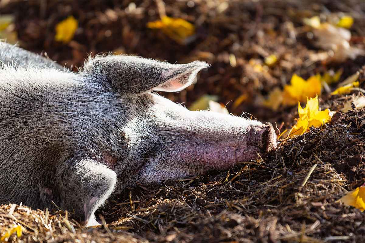 schweinisches Nickerchen