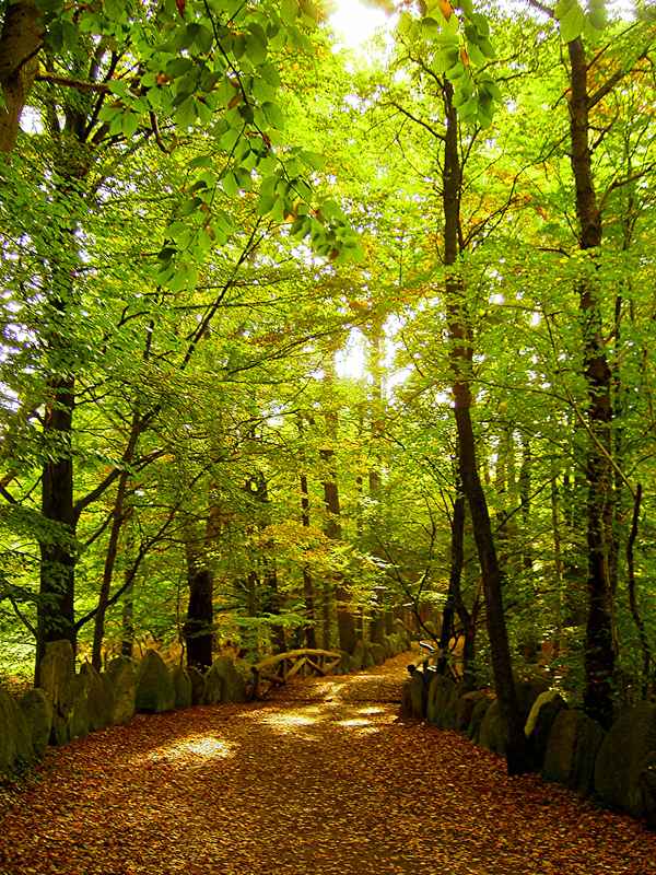 Herbst im Sachsenhain
