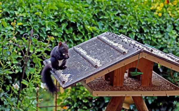 Vogelfutter für Feinschmecker:-)