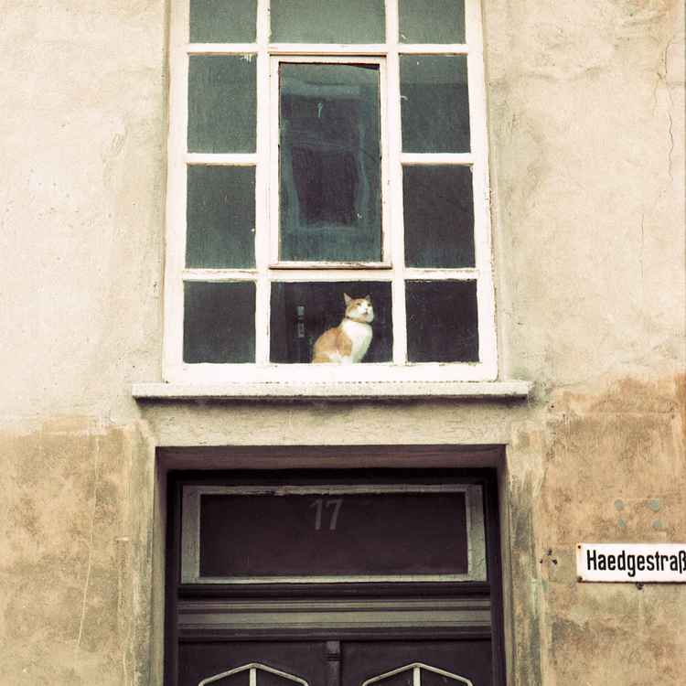 Katze im Flurfenster