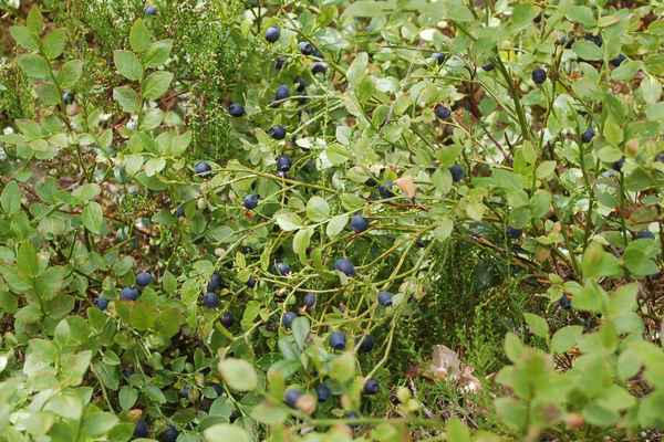 Heidelbeeren in Estland