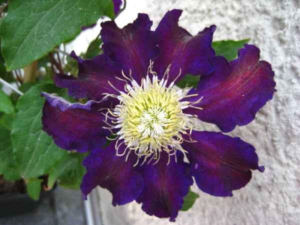 lila Clematis - 1 Blüte in Nahaufnahme