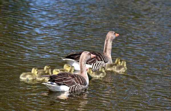 Familie Graugans