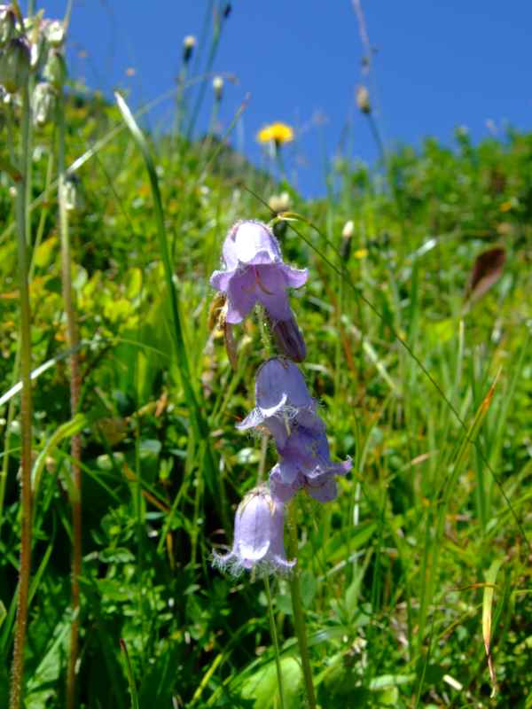 Glockenblume