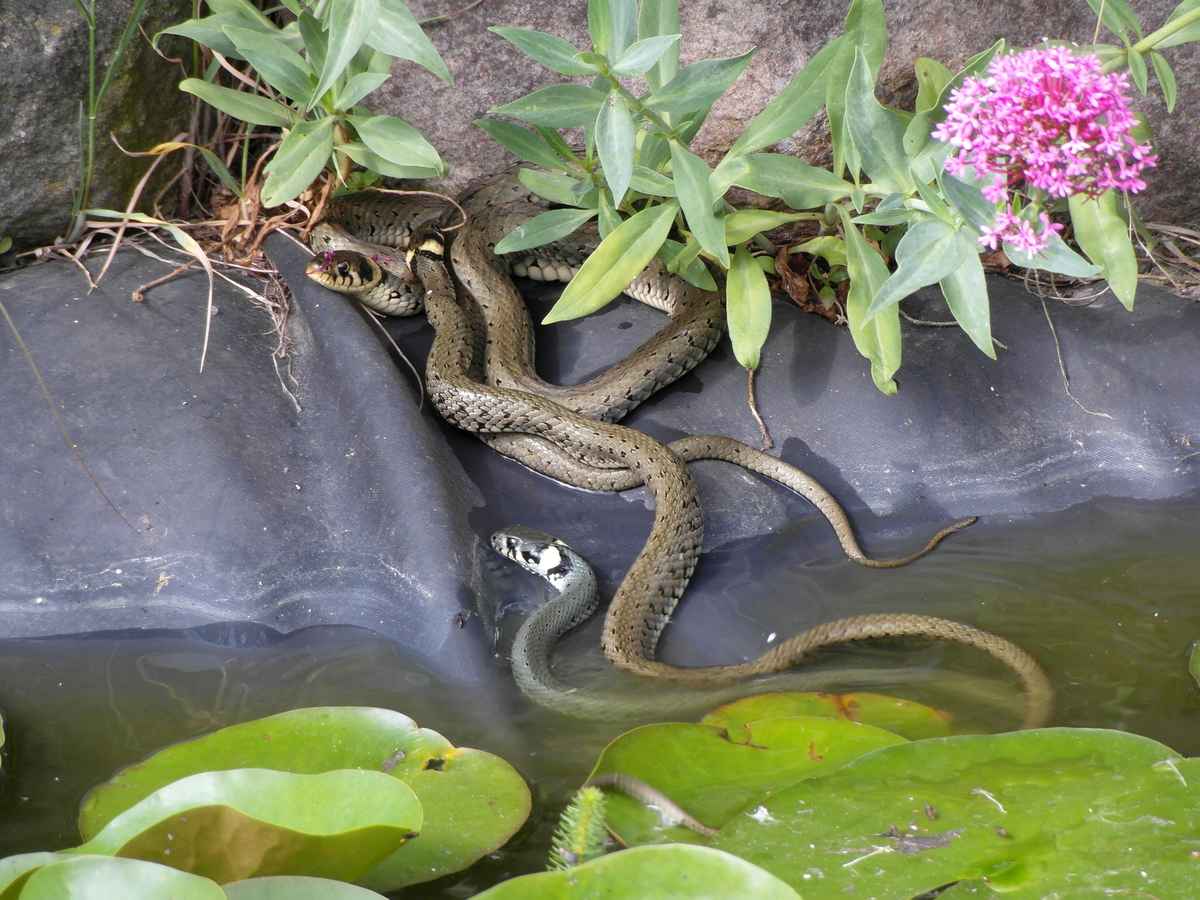 Paarungszeit bei Reptilien