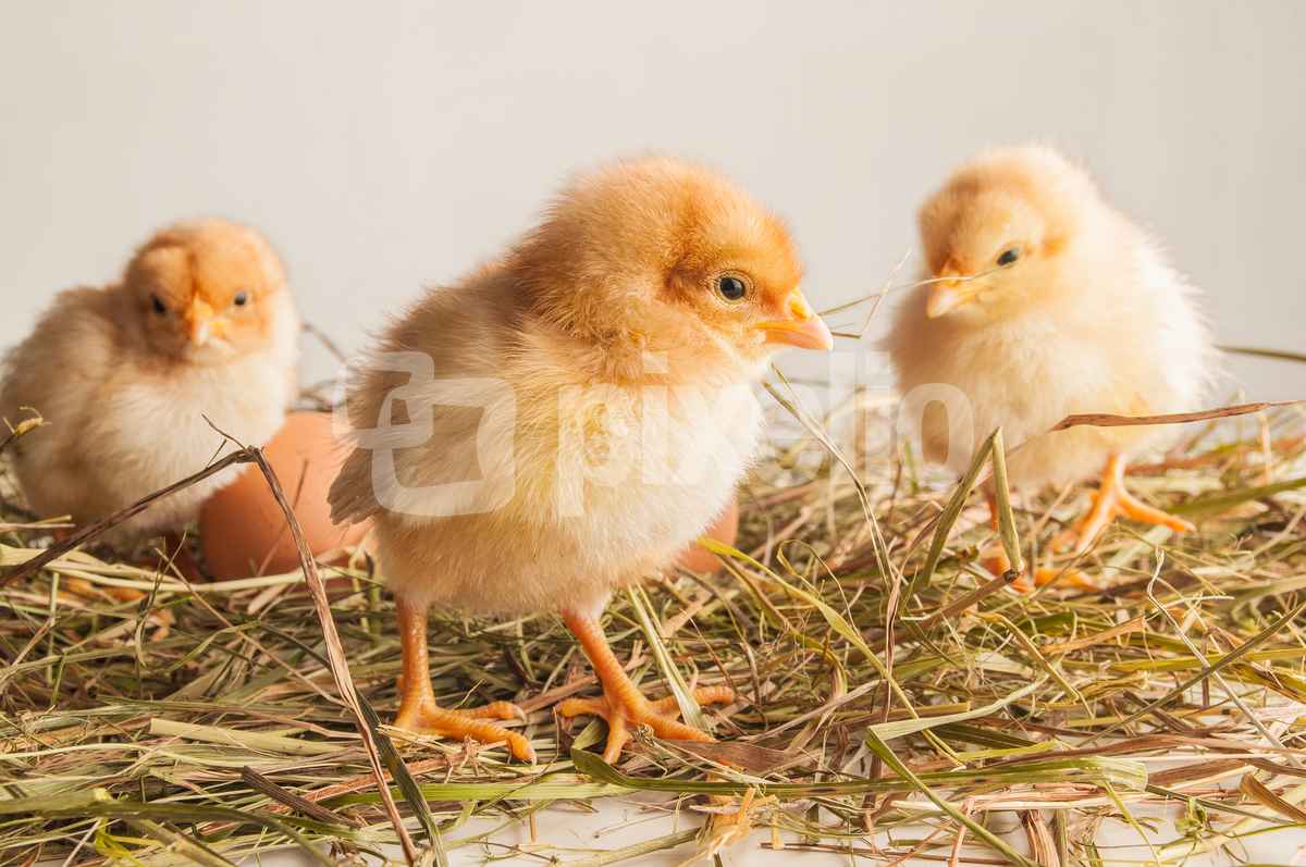 Osterkücken im Nest
