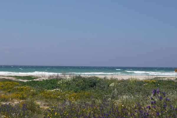 blühender Strand