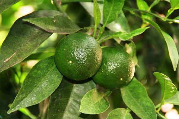 Limonen in Limone sul Garda