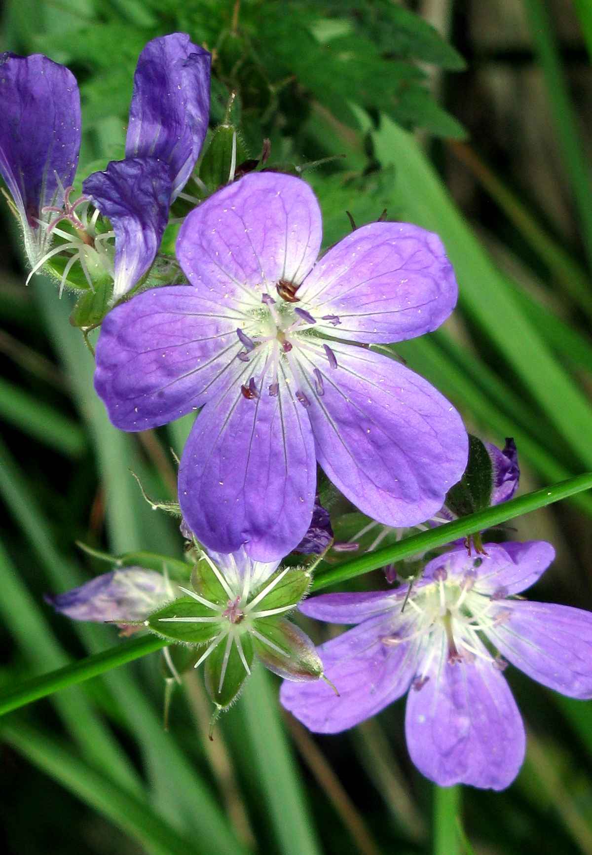 südtiroler Wiesenstorchschnabel