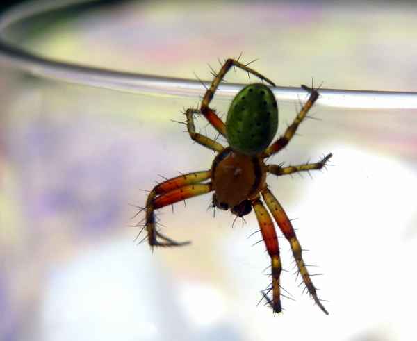 Deutschlands bunte Spinnen