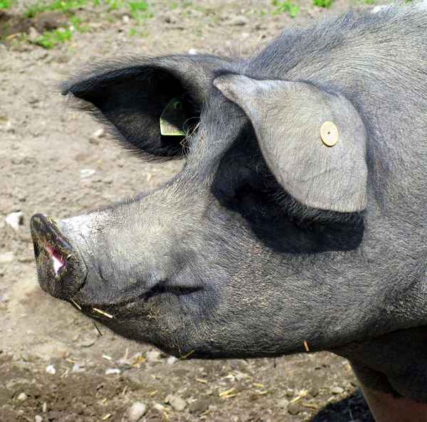 Rotbraunes Husumer Schwein vom Lütjensee im Grossraum Hamburg