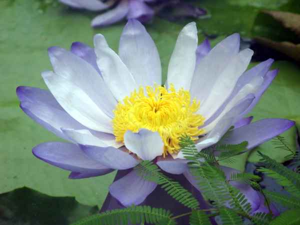 Die einzelne Seerose