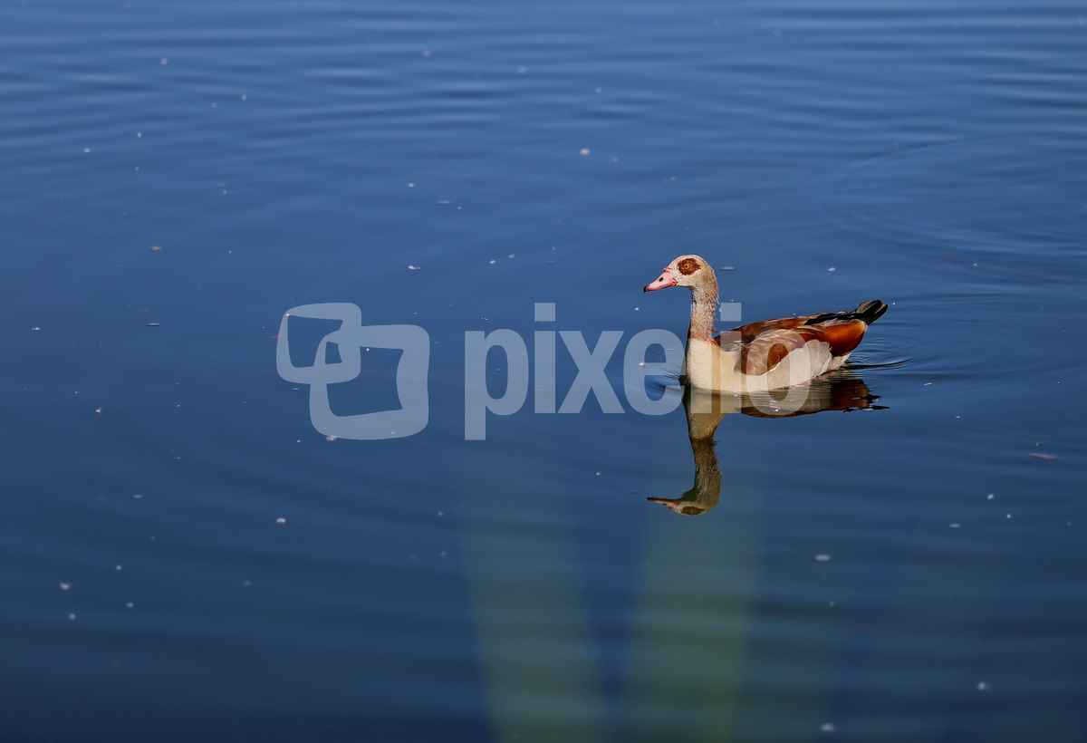 Nilgans