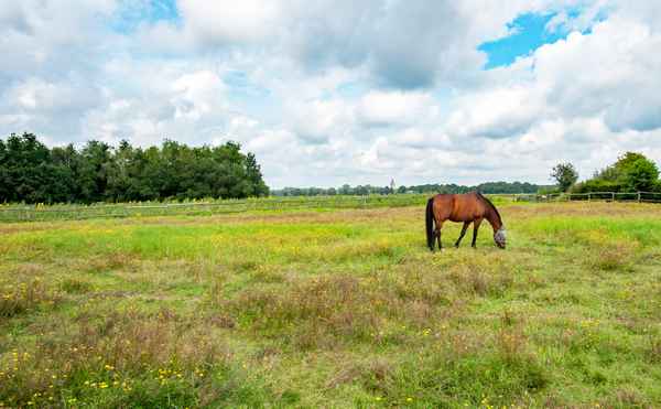 Pferdeweide