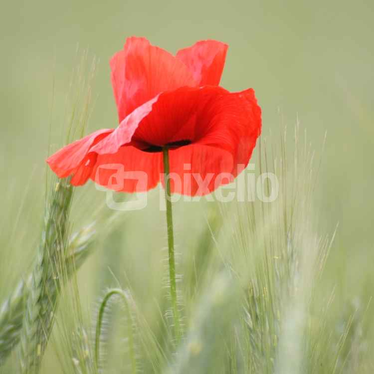 Roter Mohn