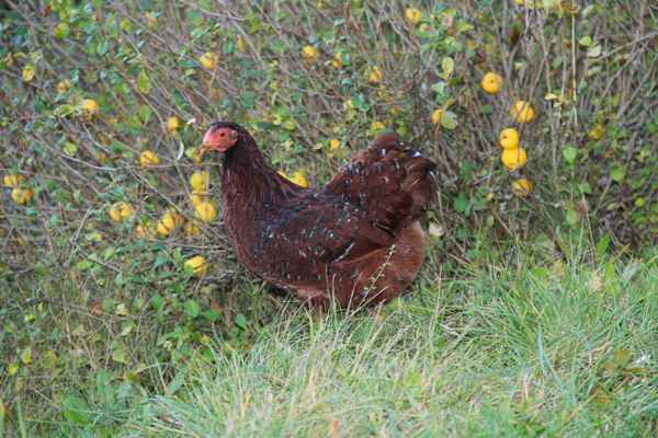 Huhn: Zwergwyandotte