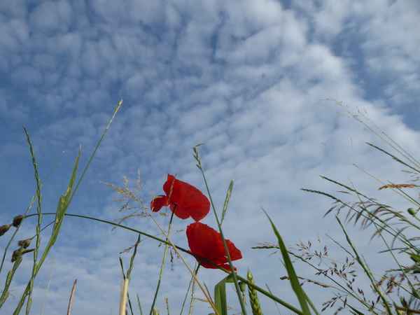 Sommer, Liebe, Leichtigkeit