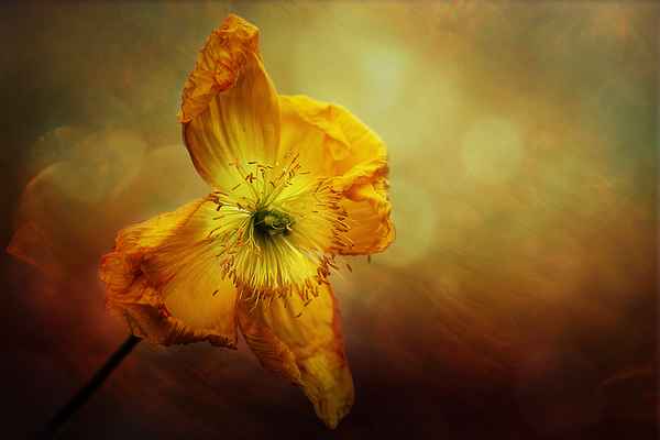 Gelber Mohn