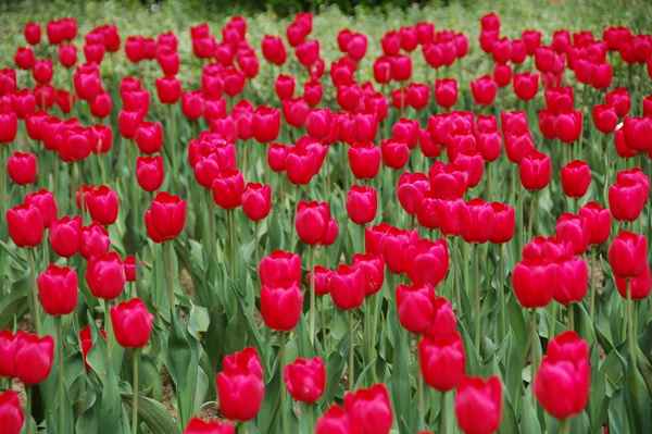Tulpen 32