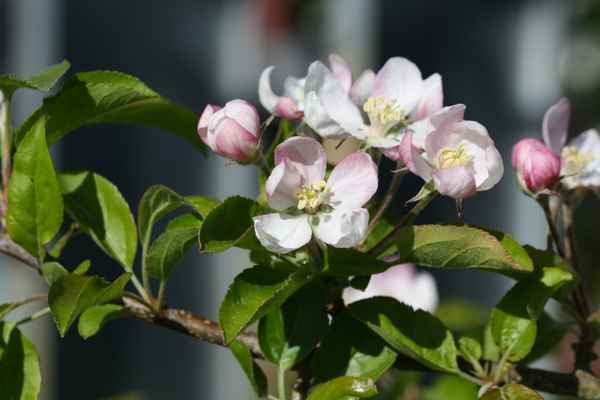 Blüten rosa-weiß